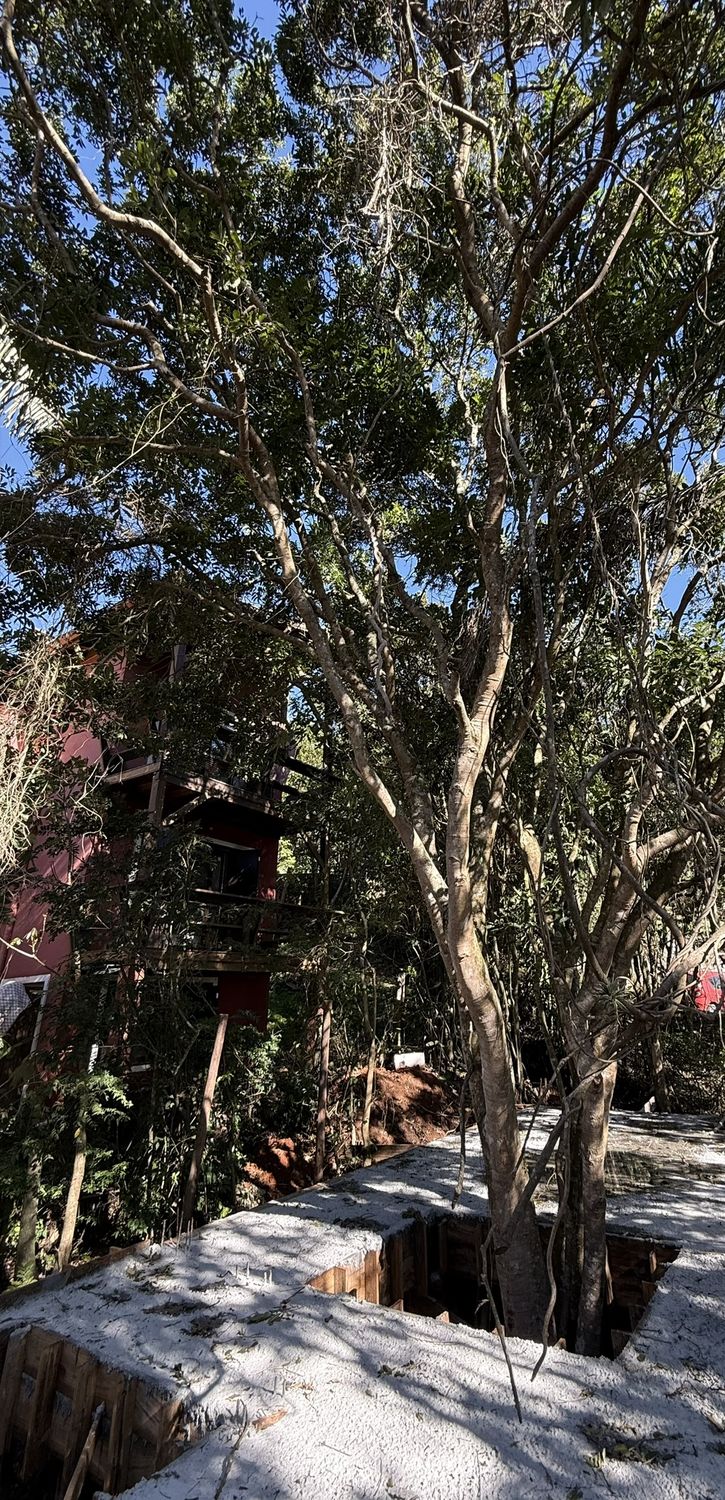 Fundação concretada com abertura para a árvore preservada